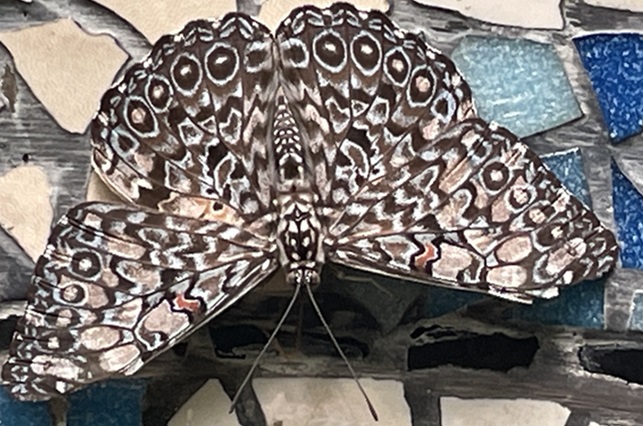 Butterfly Hamadryas feronia